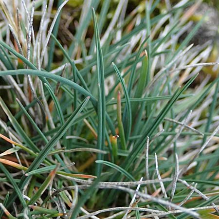 Koeleria vallesiana \ Walliser Kammschmiele, F Dijon 17.3.2024