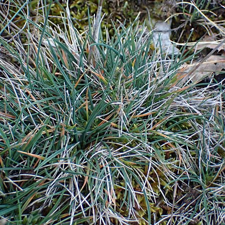 Koeleria vallesiana \ Walliser Kammschmiele, F Dijon 17.3.2024