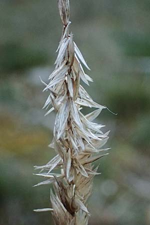 Koeleria vallesiana \ Walliser Kammschmiele, F Dijon 17.3.2024