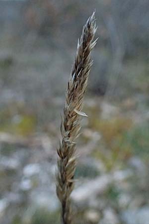 Koeleria vallesiana \ Walliser Kammschmiele, F Dijon 17.3.2024