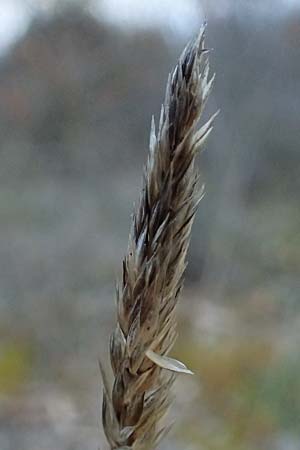 Koeleria vallesiana \ Walliser Kammschmiele, F Dijon 17.3.2024