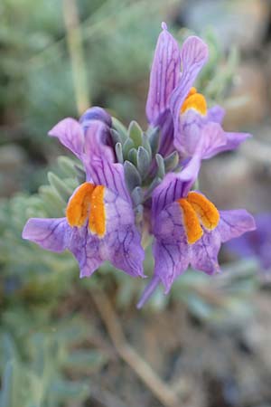 Linaria alpina \ Alpen-Leinkraut / Alpine Toadflax, F Pyrenäen/Pyrenees, Puigmal 1.8.2018