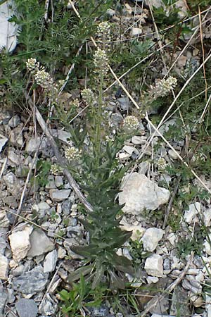 Lepidium campestre \ Feld-Kresse, F Tende 17.5.2026