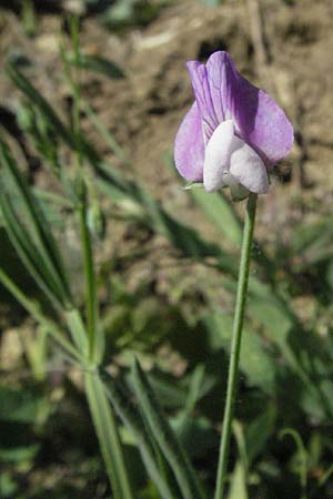 Lathyrus hirsutus \ Behaartfrchtige Platterbse, F Nyons 10.6.2006