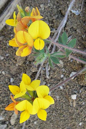 Lotus corniculatus subsp. hirsutus \ Behaarter Gew�hnlicher Hornklee, F Nyons 10.6.2006