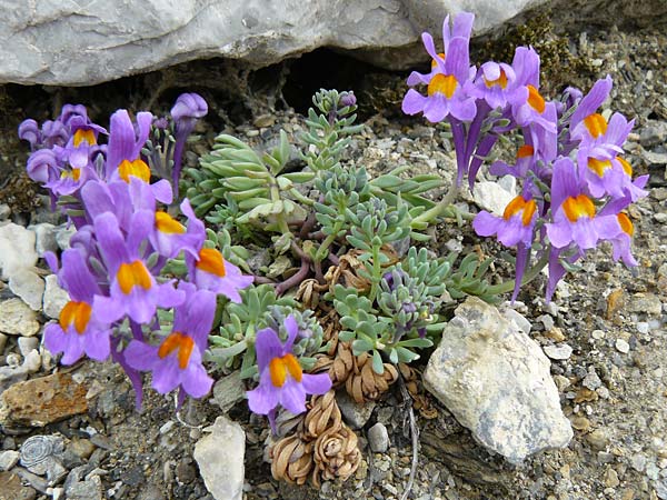 Linaria alpina \ Alpen-Leinkraut / Alpine Toadflax, F Col de la Bonette 8.7.2016