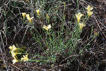 Linum campanulatum \ Glocken-Lein, F Blausasc 15.5.1999