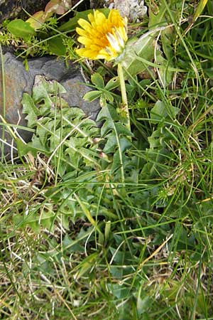 Taraxacum sect. Erythrosperma ? / Lesser Dandelion, F Pyrenees, Gourette 25.8.2011