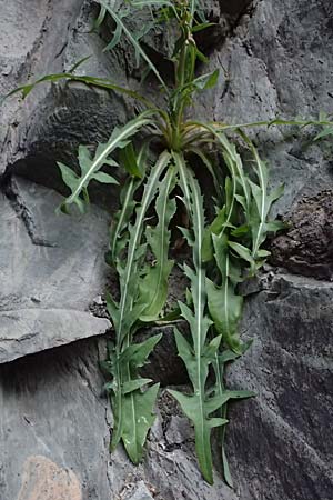 Lactuca perennis \ Blauer Lattich, F Tende 18.5.2026