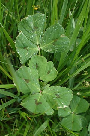 Medicago arabica / Spotted Medick, F Lorraine, Marsal 28.4.2023
