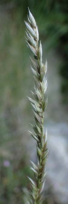 Melica ciliata agg. \ Wimper-Perlgras / Ciliated Melick, F Tende 18.5.2026