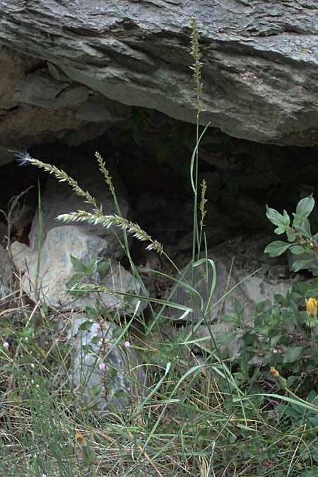 Melica ciliata agg. \ Wimper-Perlgras / Ciliated Melick, F Tende 18.5.2026