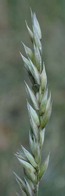 Melica ciliata agg. \ Wimper-Perlgras / Ciliated Melick, F Tende 18.5.2026
