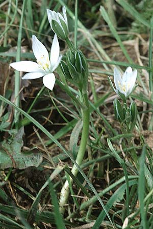 Ornithogalum kochii \ Kochs Milchstern / Koch's Star of Bethlehem, F Corbières, Bugarach 14.5.1996