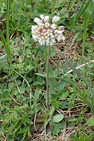 Microthlaspi perfoliatum \ �hrchen-Kleint�schelkraut, St�ngelumfassendes Hellerkraut / Perfoliate Penny-Cress, Claspleaf Penny-Cress, F L'Authion 18.5.2026