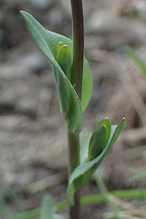 Microthlaspi perfoliatum \ �hrchen-Kleint�schelkraut, St�ngelumfassendes Hellerkraut / Perfoliate Penny-Cress, Claspleaf Penny-Cress, F L'Authion 18.5.2026