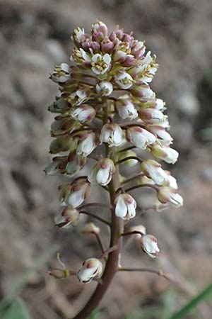 Microthlaspi perfoliatum \ �hrchen-Kleint�schelkraut, St�ngelumfassendes Hellerkraut / Perfoliate Penny-Cress, Claspleaf Penny-Cress, F L'Authion 18.5.2026