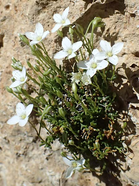 Moehringia sedoides \ Fetthennen-Nabelmiere / Stonecrop-Like Sandwort, F Berghe Superieur 18.5.2026