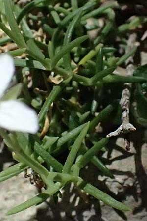 Moehringia sedoides \ Fetthennen-Nabelmiere / Stonecrop-Like Sandwort, F Berghe Superieur 18.5.2026