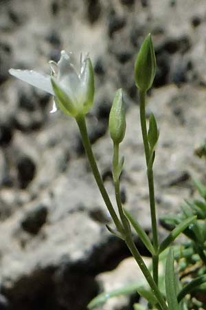 Moehringia sedoides \ Fetthennen-Nabelmiere / Stonecrop-Like Sandwort, F Berghe Superieur 18.5.2026