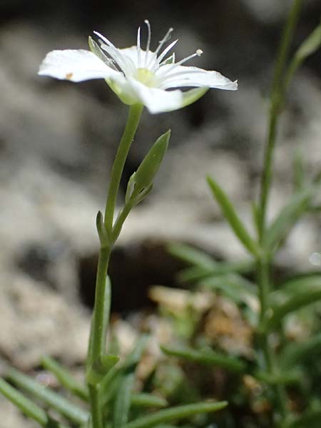 Moehringia sedoides \ Fetthennen-Nabelmiere / Stonecrop-Like Sandwort, F Berghe Superieur 18.5.2026