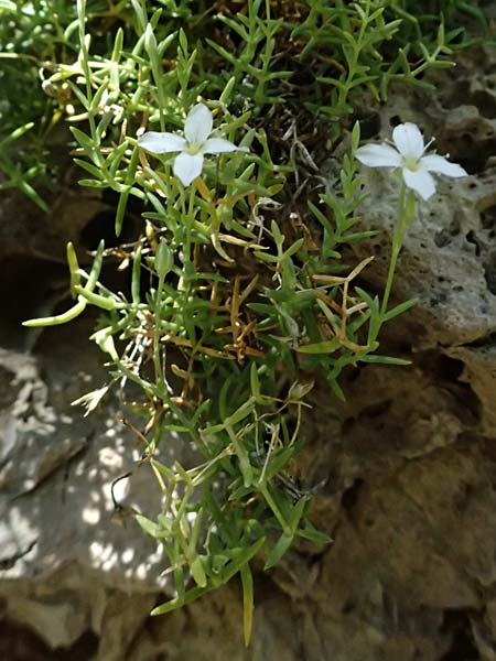 Moehringia sedoides \ Fetthennen-Nabelmiere / Stonecrop-Like Sandwort, F Berghe Superieur 18.5.2026