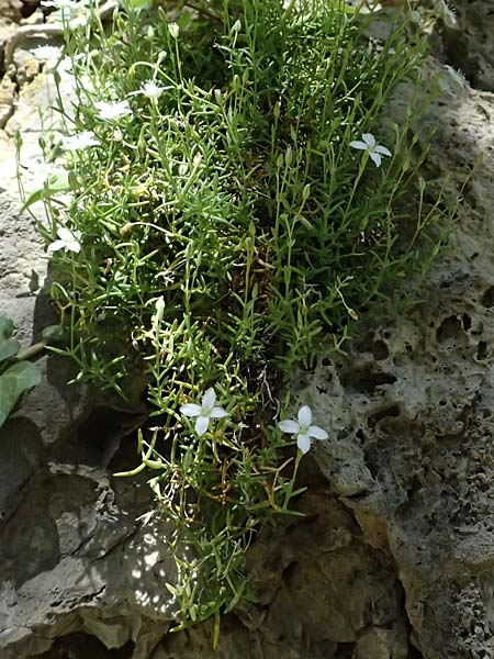 Moehringia sedoides \ Fetthennen-Nabelmiere / Stonecrop-Like Sandwort, F Berghe Superieur 18.5.2026