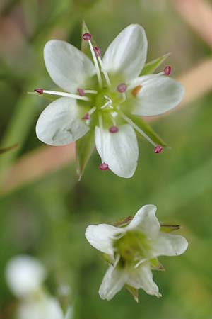 Minuartia recurva \ Krummblttrige Miere, F Pyrenäen, Mont Llaret 31.7.2018