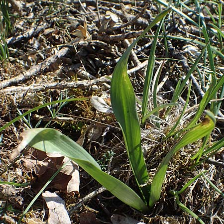 Drimia maritima / Sea Squill, F Saint Hubert 3.5.2023
