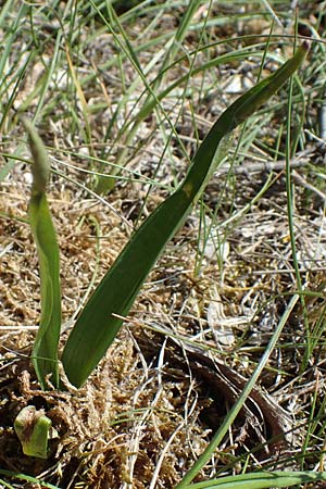 Drimia maritima / Sea Squill, F Saint Hubert 3.5.2023