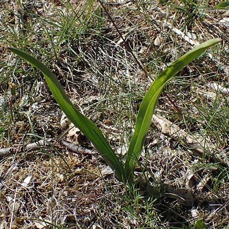 Drimia maritima / Sea Squill, F Saint Hubert 3.5.2023