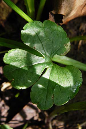 Ranunculus neoascendens \ Ascendens-&Auml;hnlicher Gold-Hahnenfu� / False Ascendent Goldilocks, F Gougenheim 18.4.2015