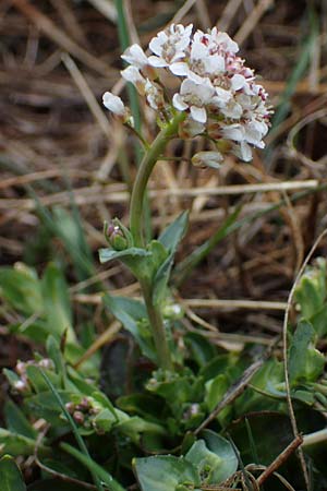 Noccaea caerulescens \ Gebirgs-Hellerkraut, Bluliches Tschelkraut, F Queyras, Fontgillarde 30.4.2023