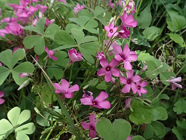 Oxalis articulata \ Gegliederter Sauerklee, Vielbl�tiger Sauerklee / Pink Sorrel, F Saorge 18.5.2026