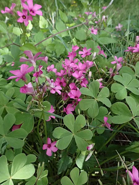Oxalis articulata \ Gegliederter Sauerklee, Vielbl�tiger Sauerklee / Pink Sorrel, F Saorge 18.5.2026