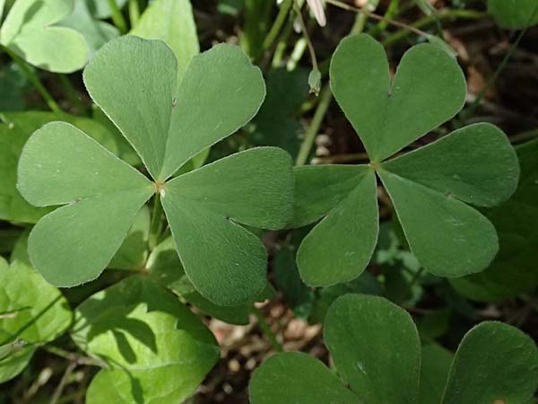 Oxalis articulata \ Gegliederter Sauerklee, Vielbl�tiger Sauerklee / Pink Sorrel, F Saorge 18.5.2026