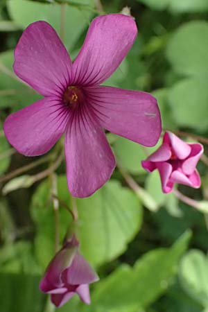 Oxalis articulata \ Gegliederter Sauerklee, Vielbl�tiger Sauerklee / Pink Sorrel, F Saorge 18.5.2026