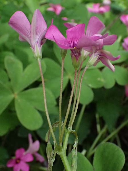 Oxalis articulata \ Gegliederter Sauerklee, Vielbl�tiger Sauerklee / Pink Sorrel, F Saorge 18.5.2026