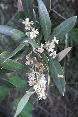 Olea europaea var. europaea \ lbaum, F Dept. Gard, Remoulins 7.6.2006
