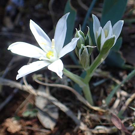 Ornithogalum kochii ? \ Kochs Milchstern / Koch's Star of Bethlehem, F Lagnes 3.5.2023