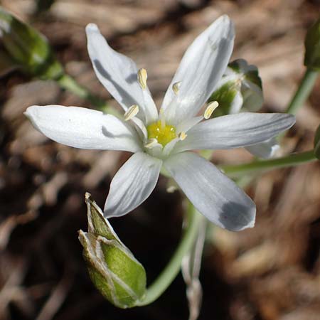 Ornithogalum kochii ? \ Kochs Milchstern / Koch's Star of Bethlehem, F Lagnes 3.5.2023