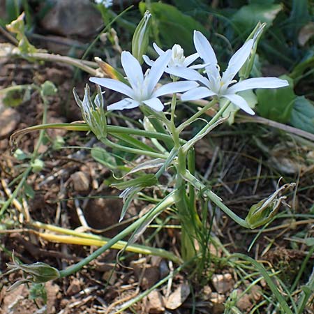 Ornithogalum kochii \ Kochs Milchstern / Koch's Star of Bethlehem, F Saint Hubert 3.5.2023
