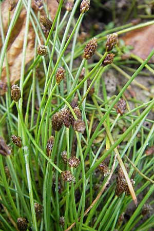 Eleocharis ovata \ Eif�rmige Sumpfbinse / Ovate Spike Rush, F Sundgau 6.10.2009