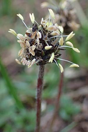 Plantago atrata subsp. fuscescens \ Brunlicher Wegerich / Brownish Plantain, F Col de Gleize 29.4.2023
