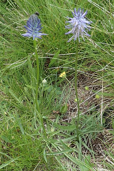 Phyteuma charmelii \ Charmeils Teufelskralle, F Col de la Bonette 8.7.2016