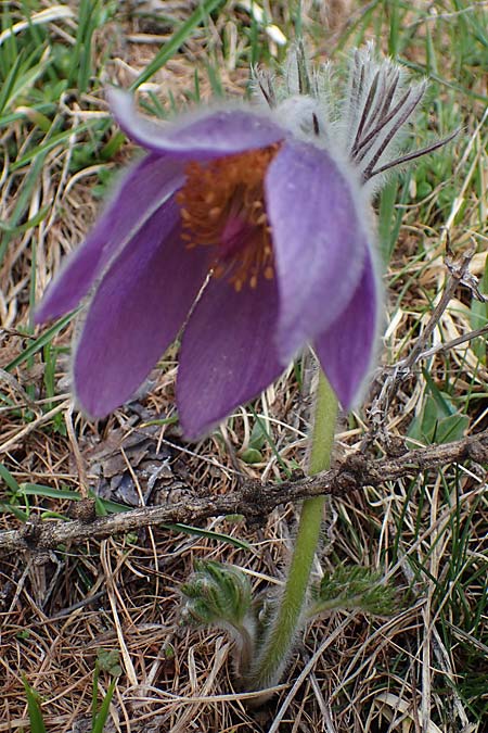 Pulsatilla halleri \ Hallers Kuhschelle, F Col de Gleize 29.4.2023