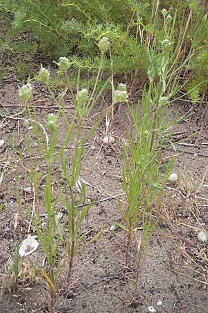 Plantago arenaria \ Sand-Wegerich / Branched Plantain, F Sète 5.6.2009