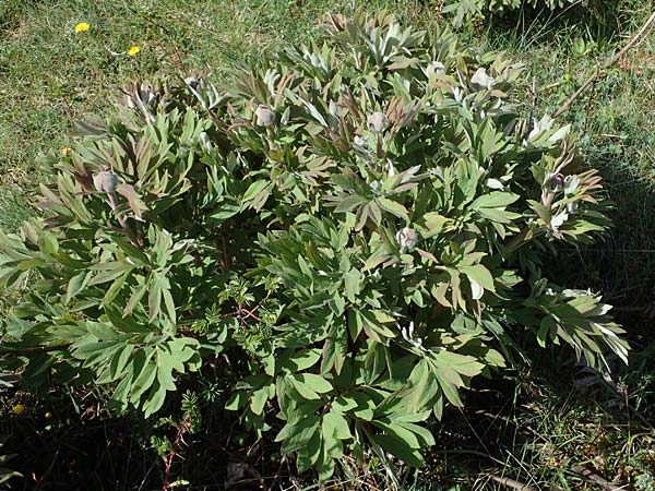 Paeonia officinalis subsp. huthii \ Zottige Pfingstrose / Villous Peony, F Caussols 2.5.2023
