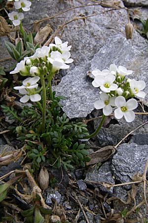 Hornungia alpina subsp. brevicaulis \ Kurzstnglige Steinkresse / Short-Stem Hutchinsia, F Col Agnel 22.6.2008