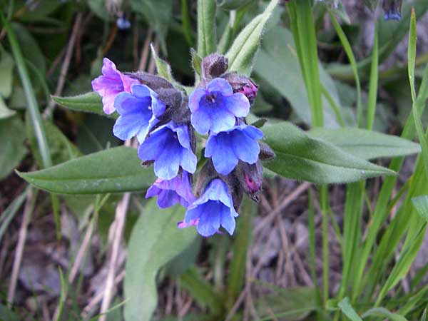 Pulmonaria angustifolia \ Schmalbl�ttriges Lungenkraut / Narrow-Leaved Lungwort, F Col du Galibier 21.6.2008